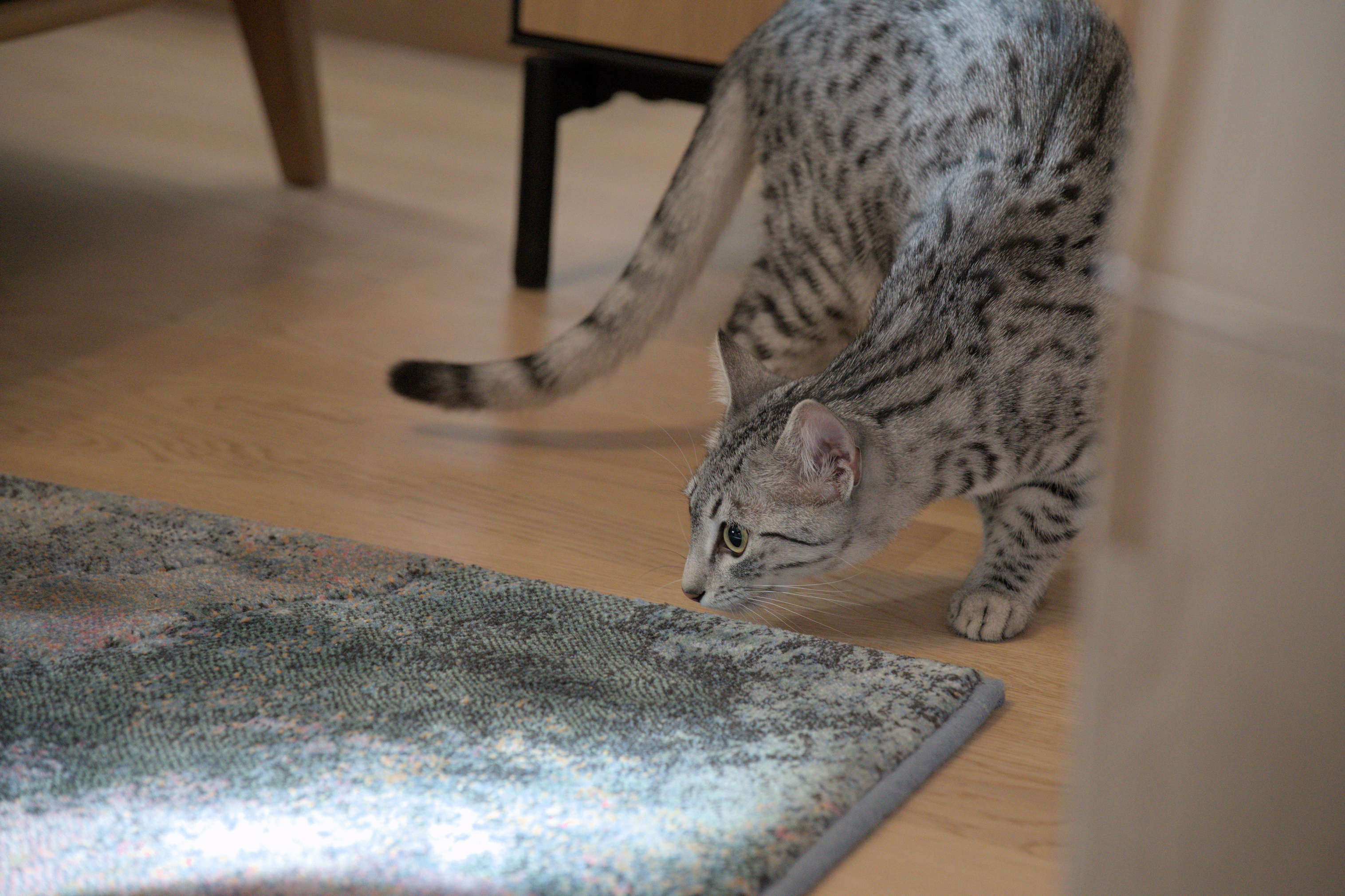 2025/10/12 - cats/DSC_0043.jpg